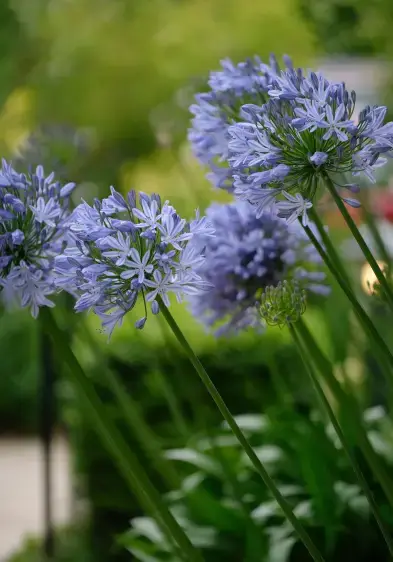 country house accommodation garden